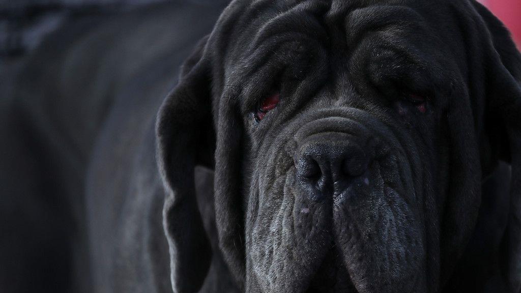 Wahl zum "Hässlichsten Hund"