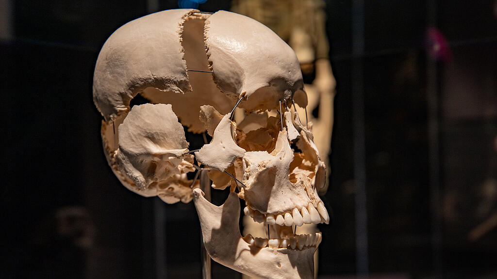 Ausstellung Körperwelten Salzburg I