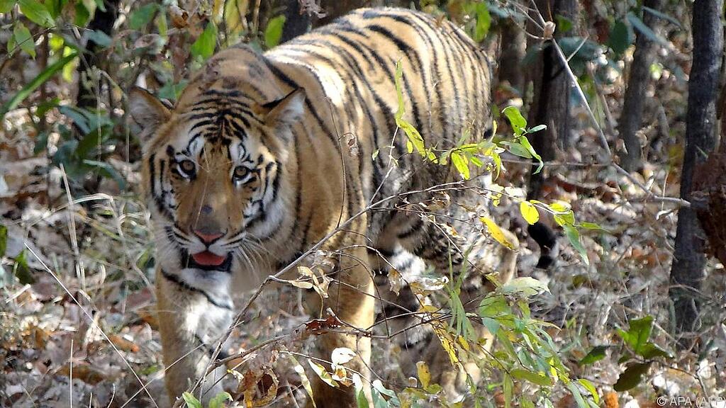 In Indien leben mehr als 2.000 freilaufende Tiger.