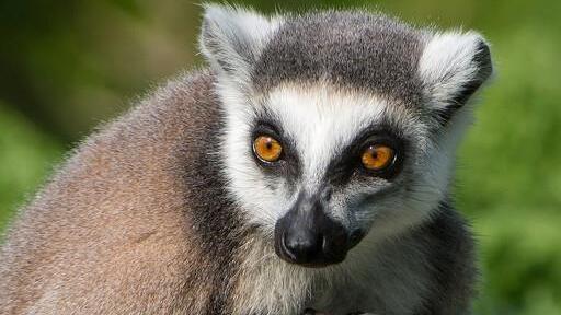 Nachwuchs bei den Kattas im Wiener Tiergarten Schönbrunn