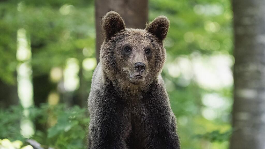 Bär