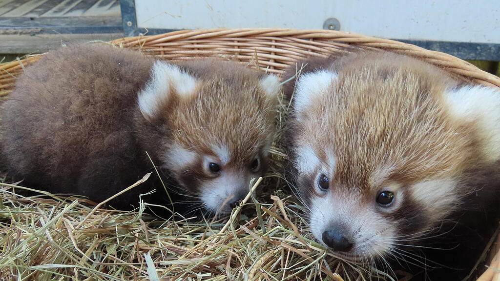 Rote Pandas