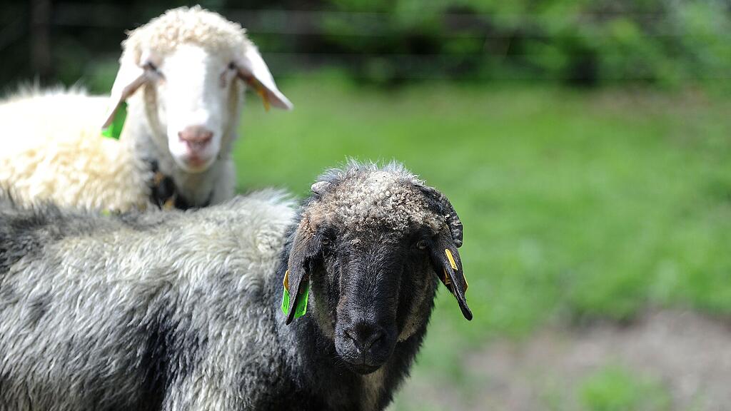 Neun Tiere verendeten. (Symbolbild)
