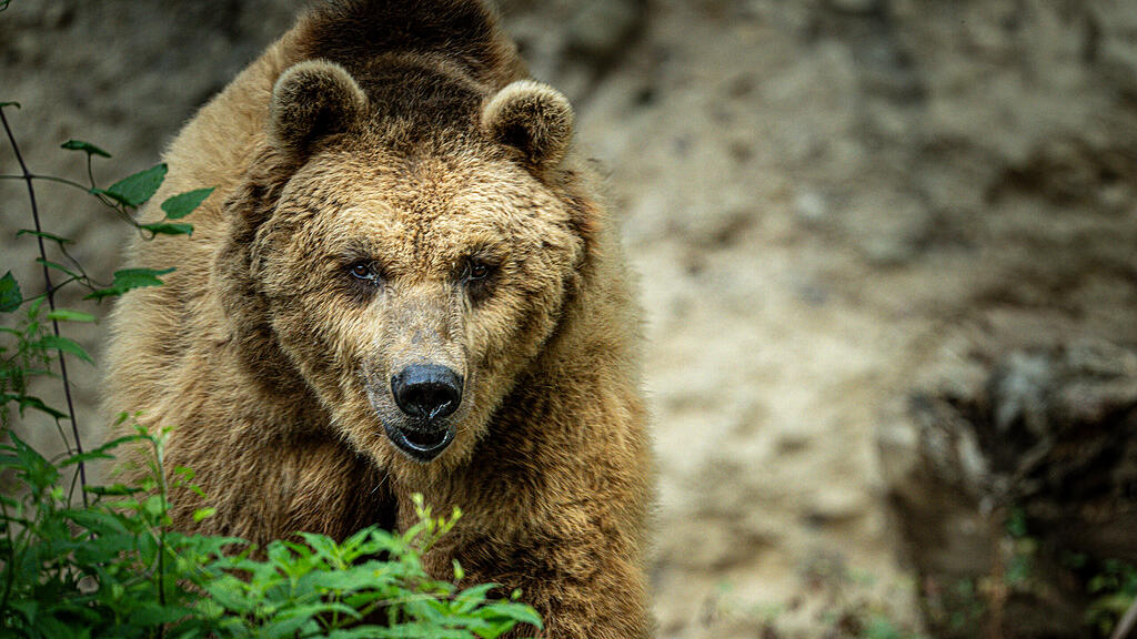 Aragon ist tot: Salzburger Zoo trauert um Braunbären