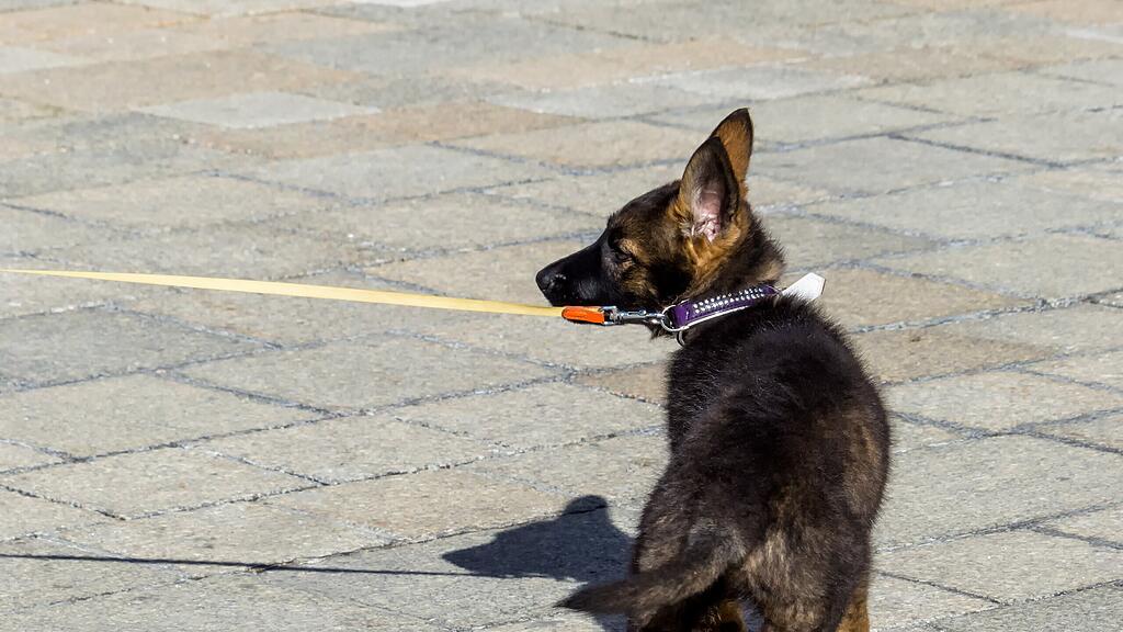 Ein Hund wurde am Dienstag von einer fremden Frau gestohlen.
