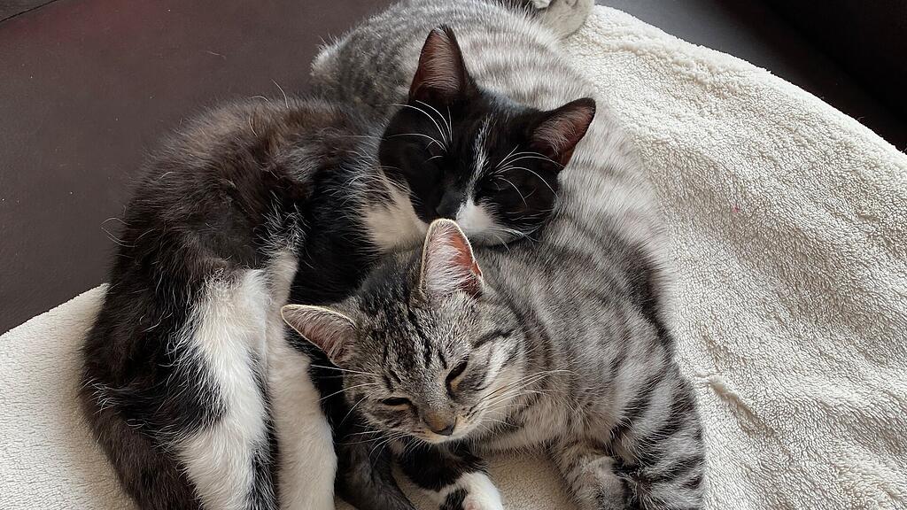 Weltkatzentag 2025