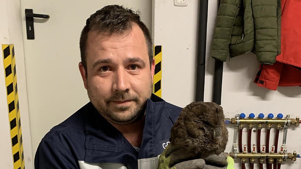 Schwarzer Waldkauz hatte sich verirrt