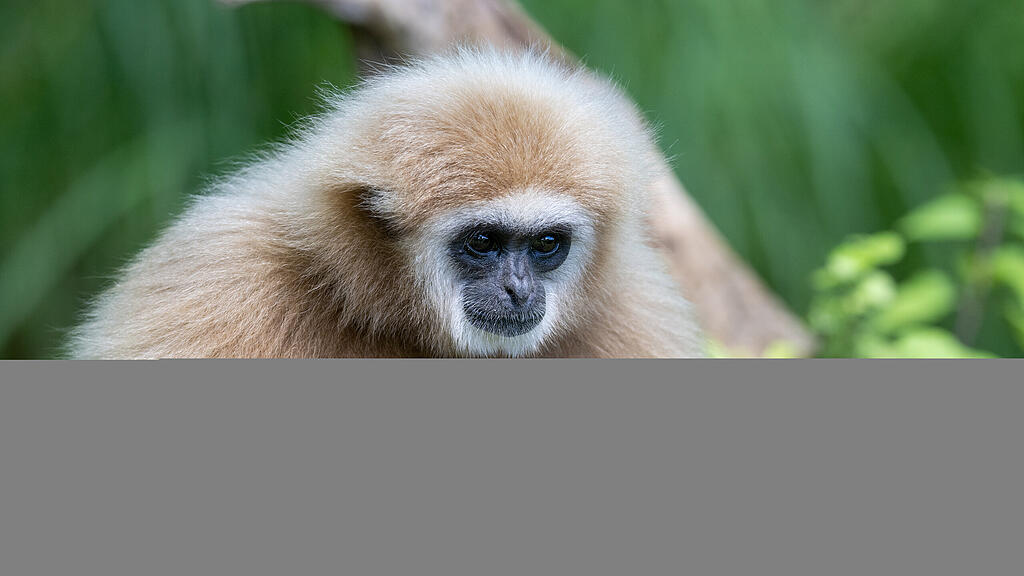 Zoo Salzburg