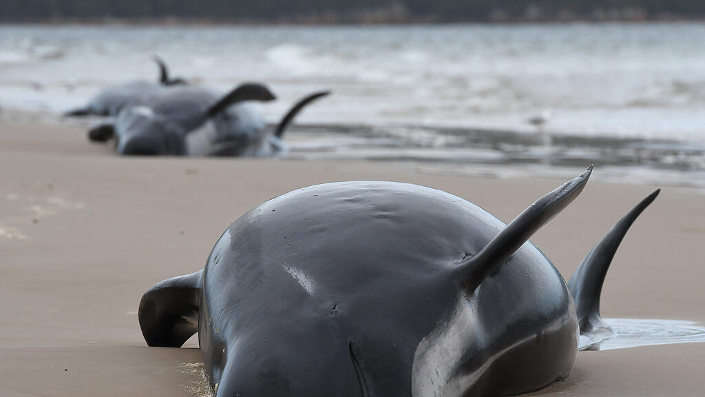 Tasmanien, Australien, Grindwale