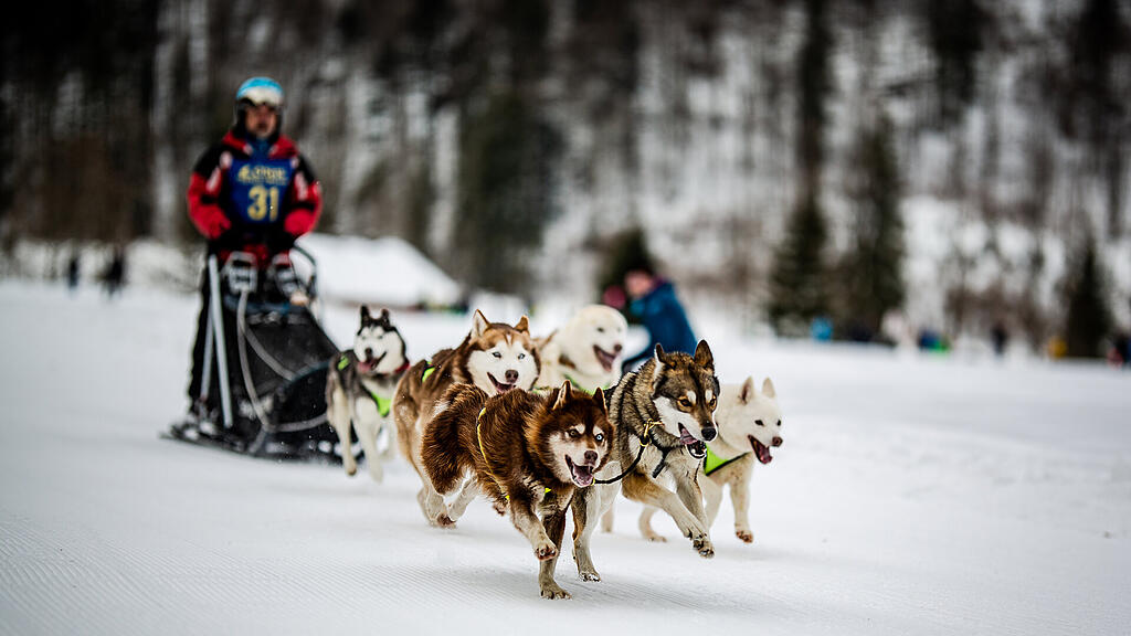 Schlittenhunderennen Hintersee