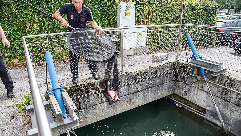 Flamingo aus Almkanal gerettet