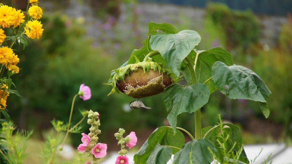 Spätsommer-Impressionen 1