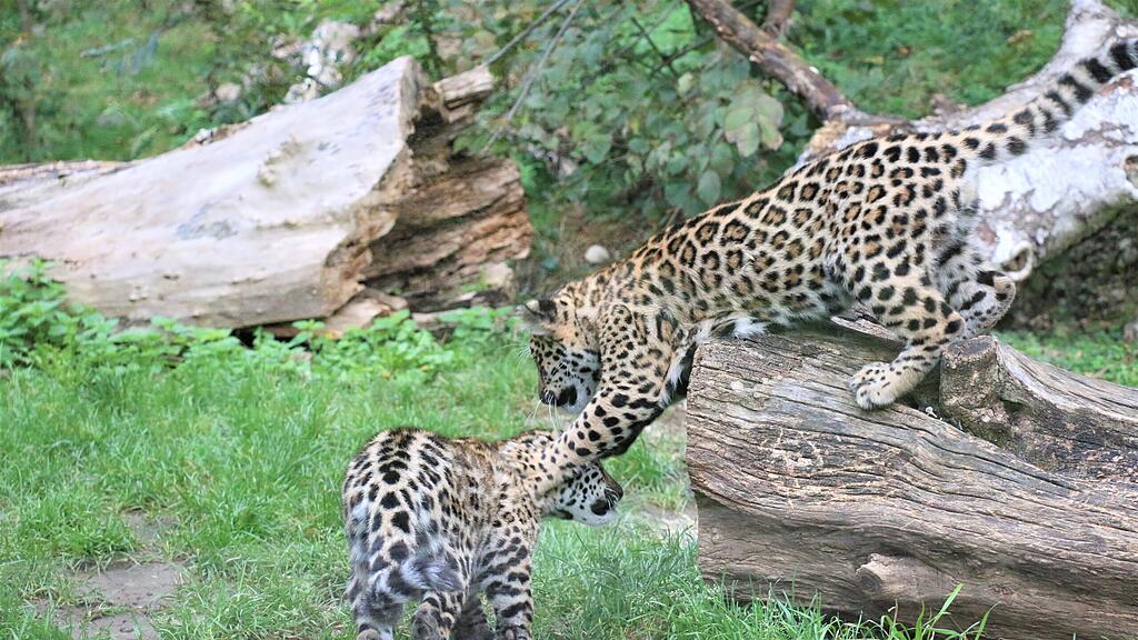 Jaguarnachwuchs