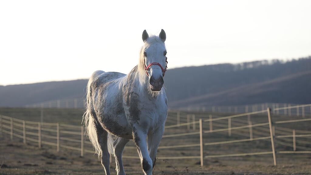 Gut Aiderbichl beherbergt Lipizzaner