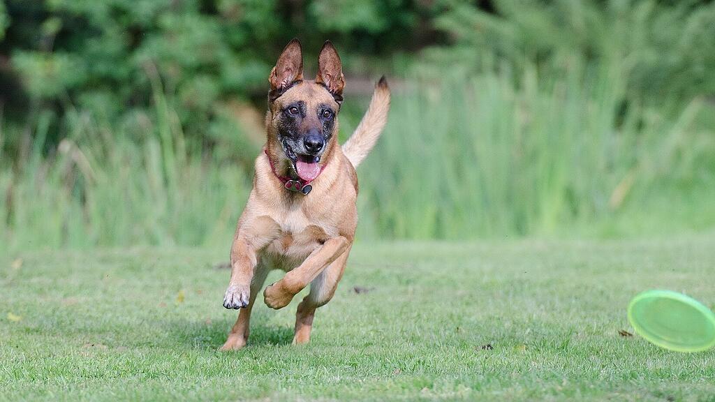 Belgischer Schäferhund, SB