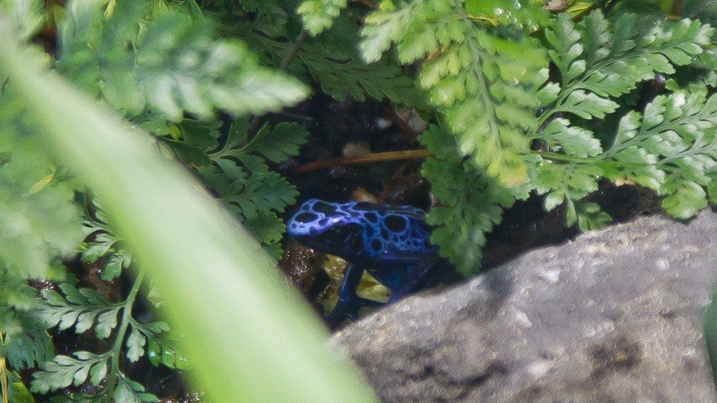 Frühlingserwachen im Salzburger Zoo