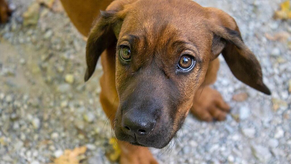 Hundewelpe
