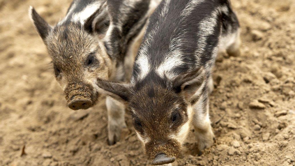 Die besten Tierbilder KW 30