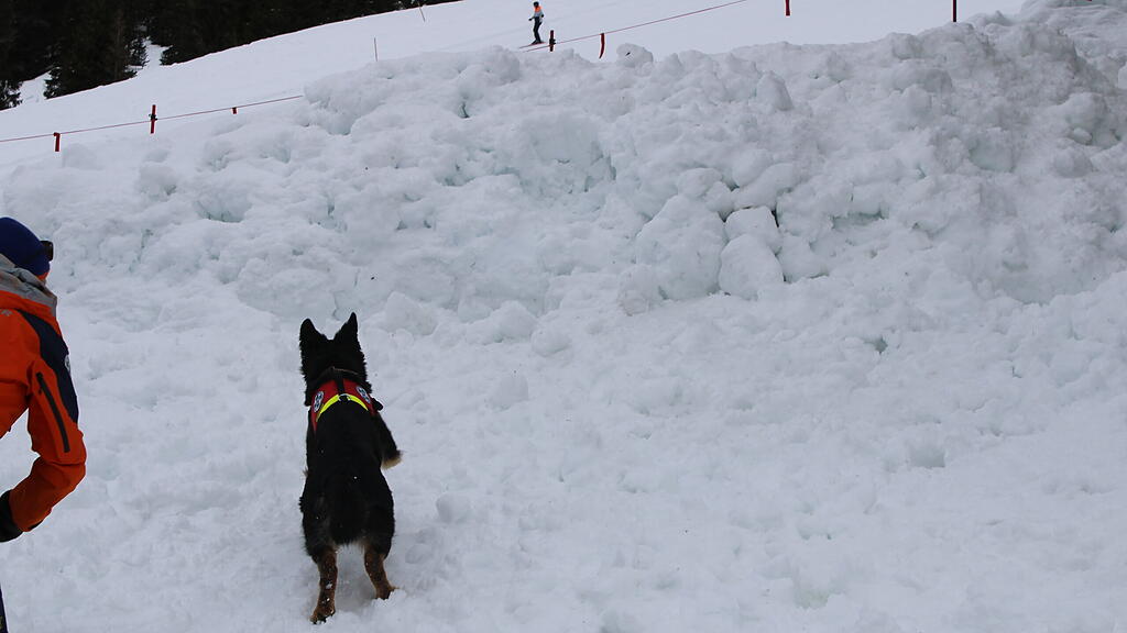 Lawinenhunde Bergrettung Training