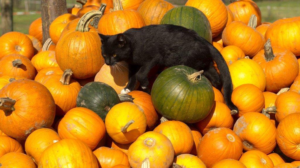 Die besten Tierbilder der Woche KW 40