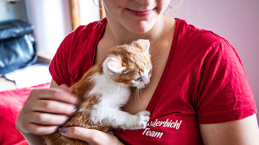 Katze, Gut Aiderbichl