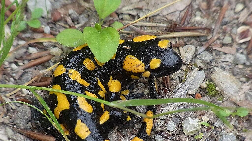 Feuersalamander