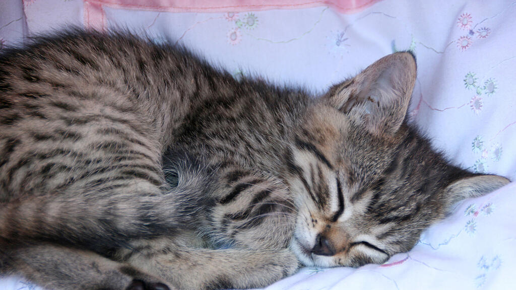 Ein Schläfchen gemeinsam mit Katzen führte zu einer großen Spendenaktion.