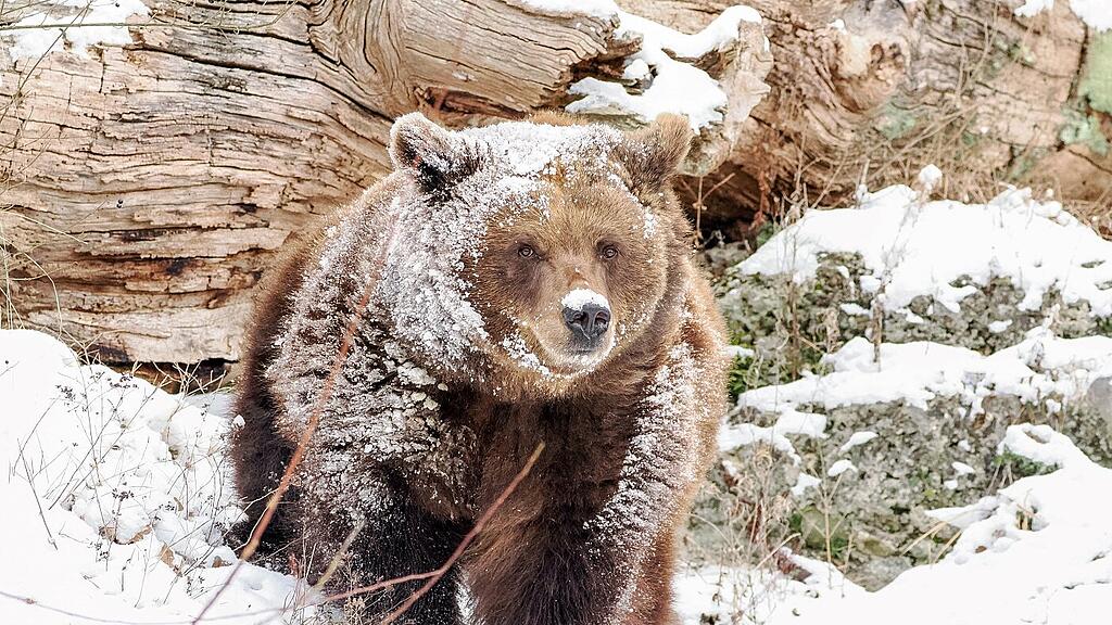 Braunbärin Losa erlebt ihr weißes Wunder_c_ZooSBG_Angelika_Köppl (49) klein.JPG