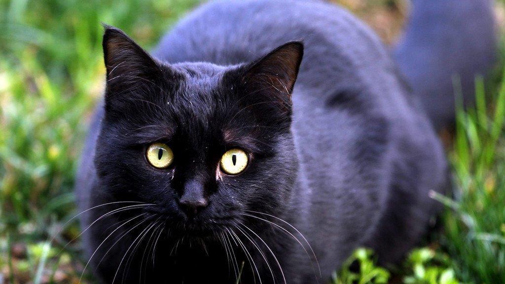 Tierbilder der Woche KW 49