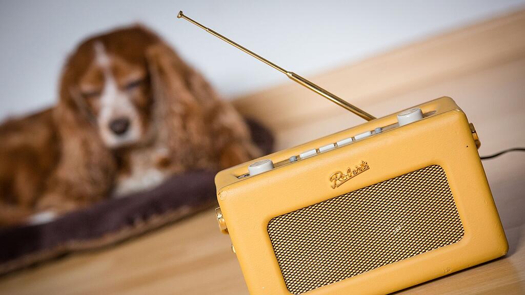 In den USA gibt es bereits seit zehn Jahren Radiosender für Hunde (Symbolbild).