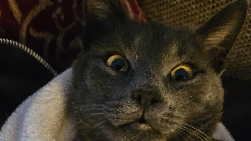 Weltkatzentag 2025