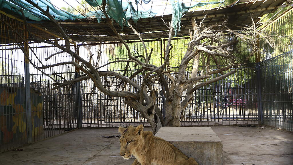 Löwen in Zoo in Sudan