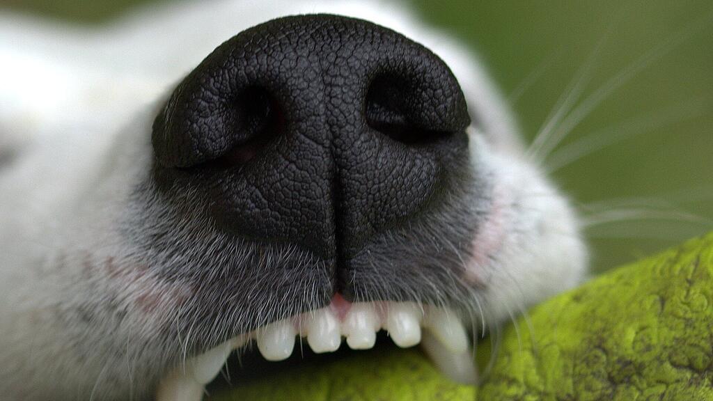 symb_Hund, symb_Hunde,