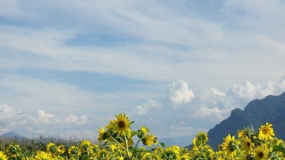 Sonnenblumenzauber in Sbg