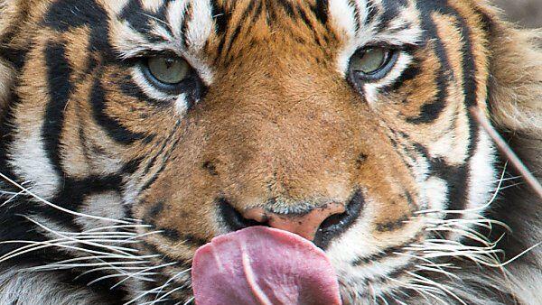 Sumatra-Tiger ist vom Aussterben bedroht
