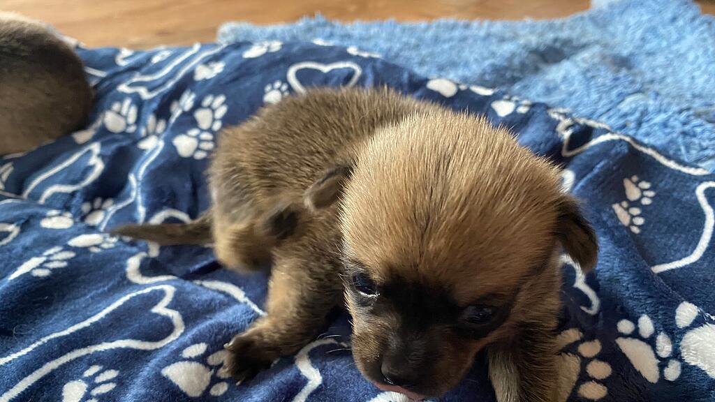 Animal Hording, Pfotenhilfe zieht Hundebabys mit Flasche auf