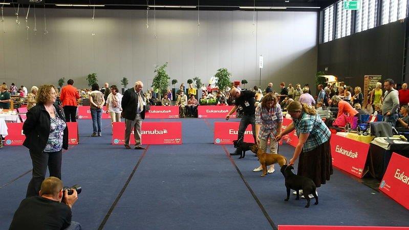 Festival der Hunde