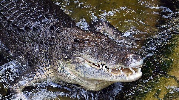Nicht jeder ist "Crocodile Dundee"
