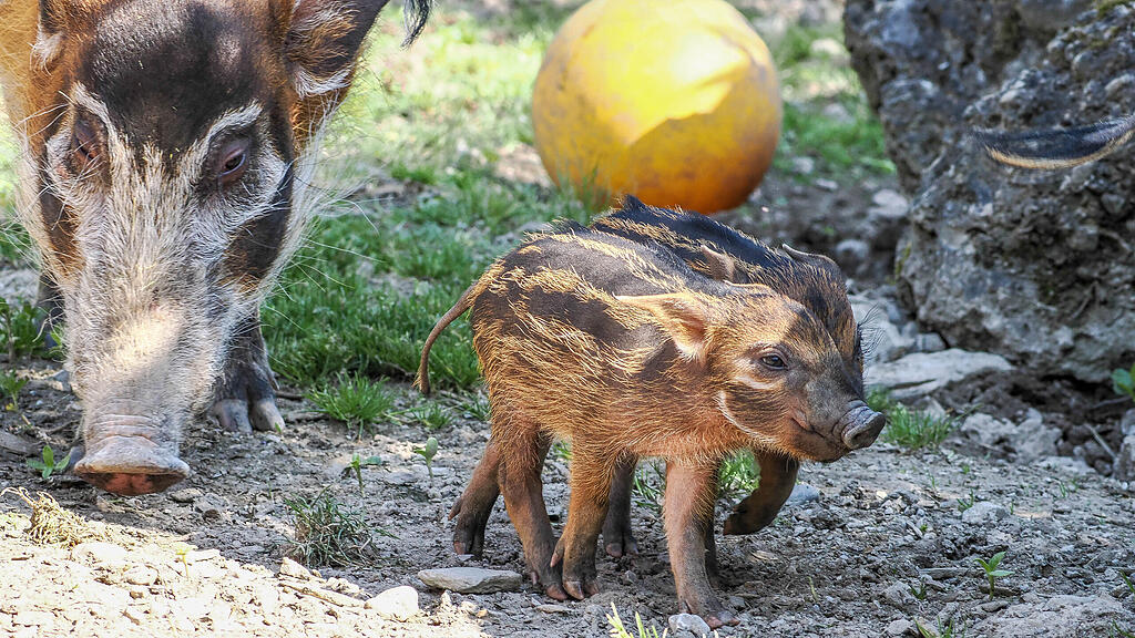 Gut behüteter Nachwuchs bei den Pinselohrschweinen_c_ZooSBG_Angelika Köppl (3).jpg