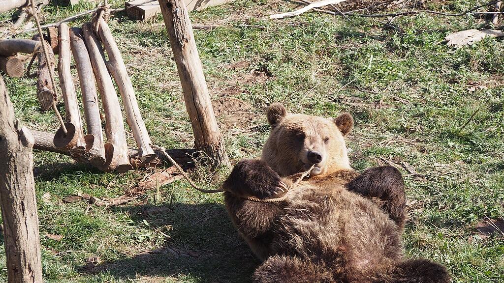 Bär Tomi fühlt sich in Prishtina so richtig wohl.