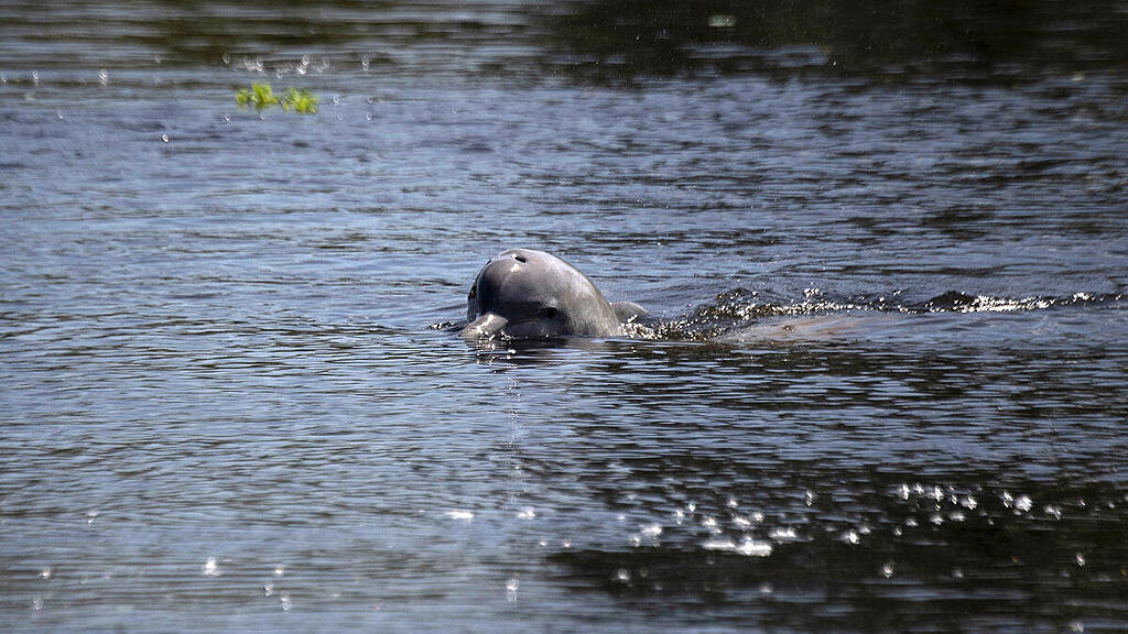 Ein Tucuxi-Flussdelfin in einem Naturreservat
