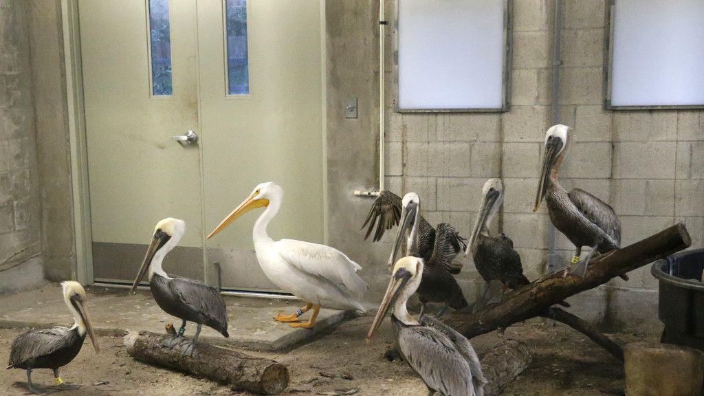 "Irma": Tiere im Zoo Miami in Sicherheit gebracht