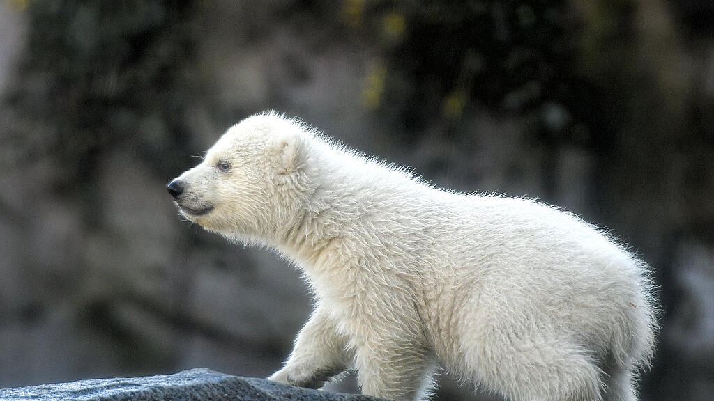Eisbär, Wien, Schönnbrunn