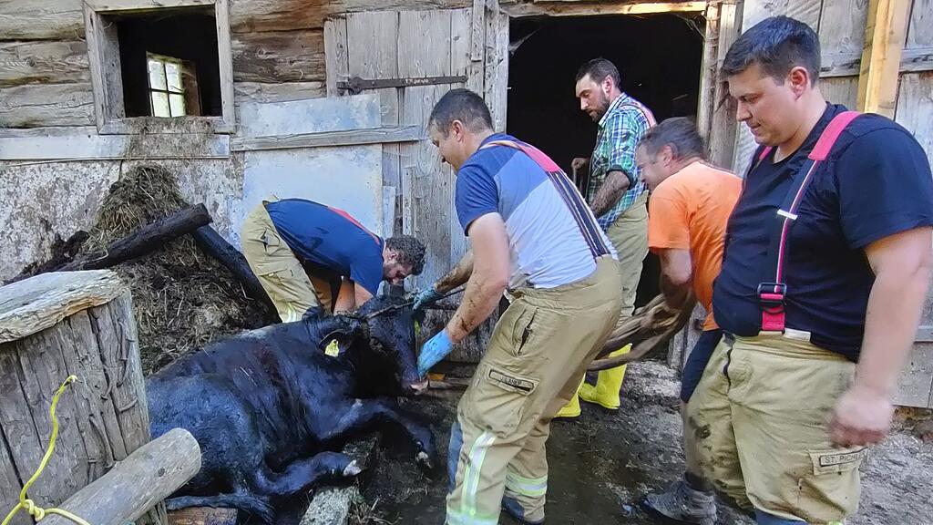 Kuh in Pfarrwerfen aus Jauchegrube gerettet