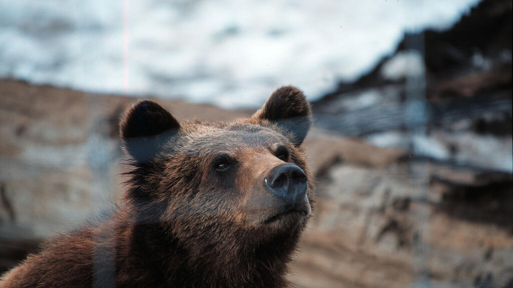 Bär