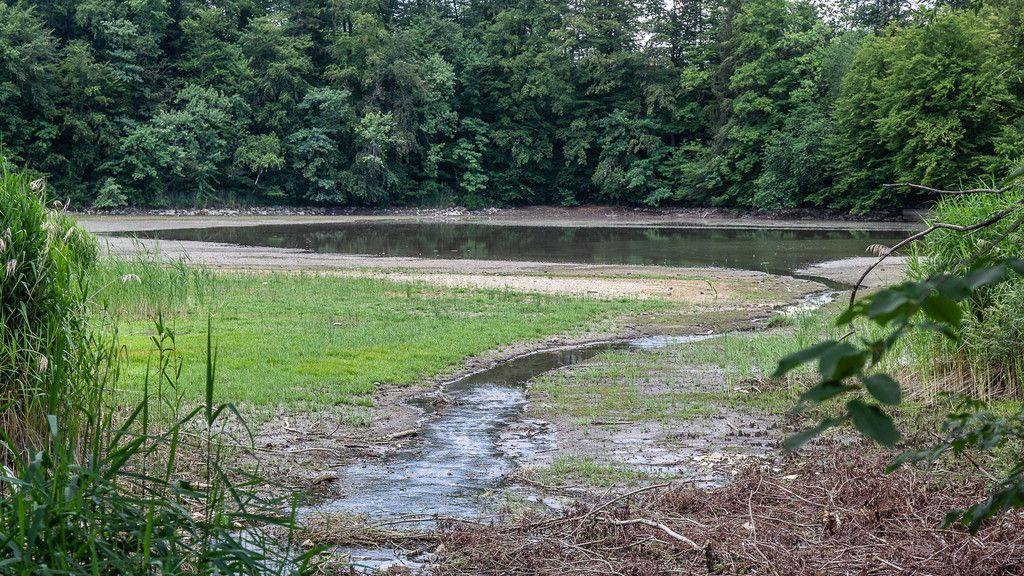 Verlandeter Weiher in St. Jakob am Thurn