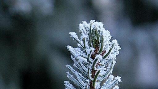 Frost am Morgen