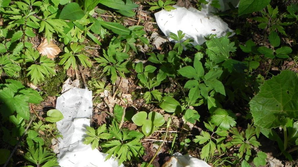 Strubklamm: Müllberge & Feuerstellen