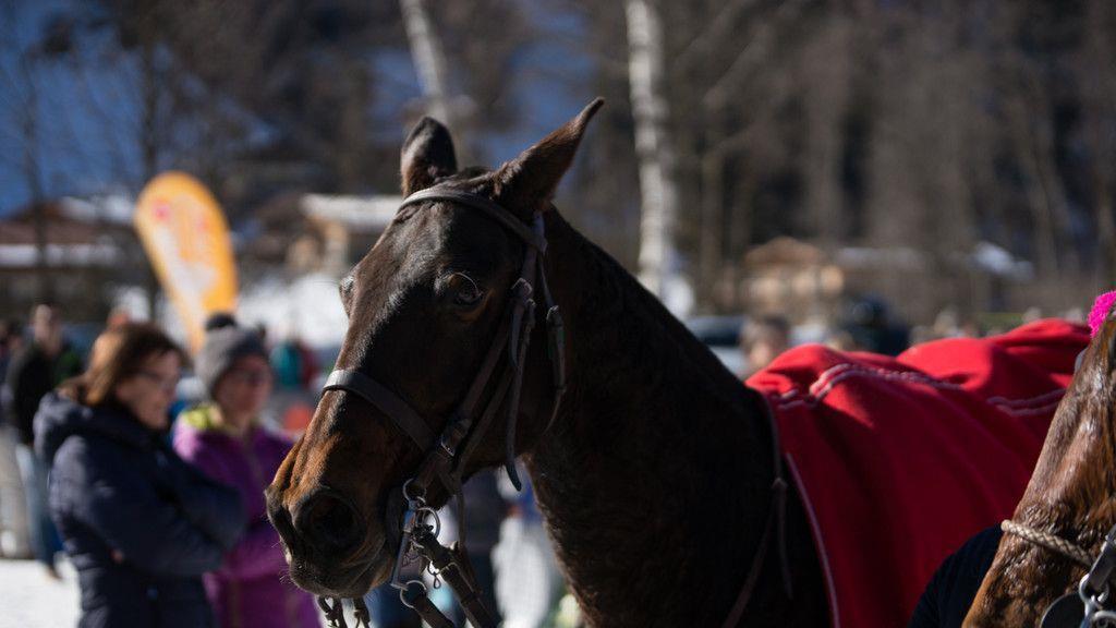 Snow Polo in Bad Gastein