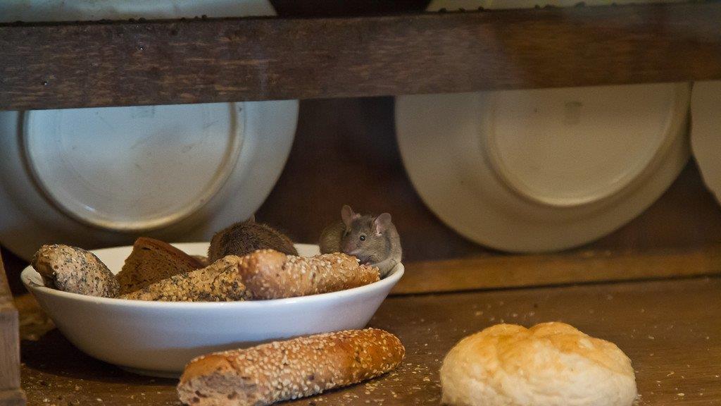 Frühlingserwachen im Salzburger Zoo